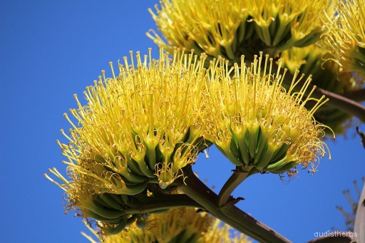 Agave americana flower4.jpeg